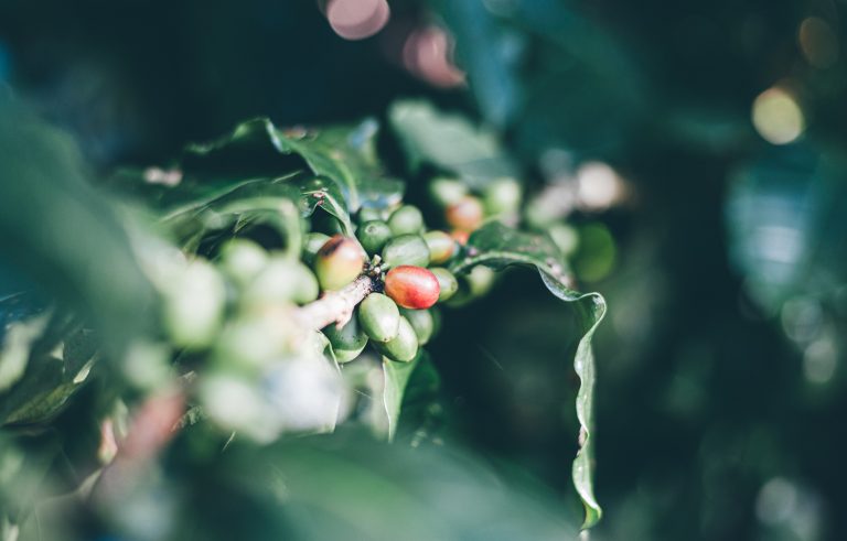 Culture de café en Amérique latine
