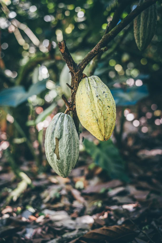 cabosse de cacao